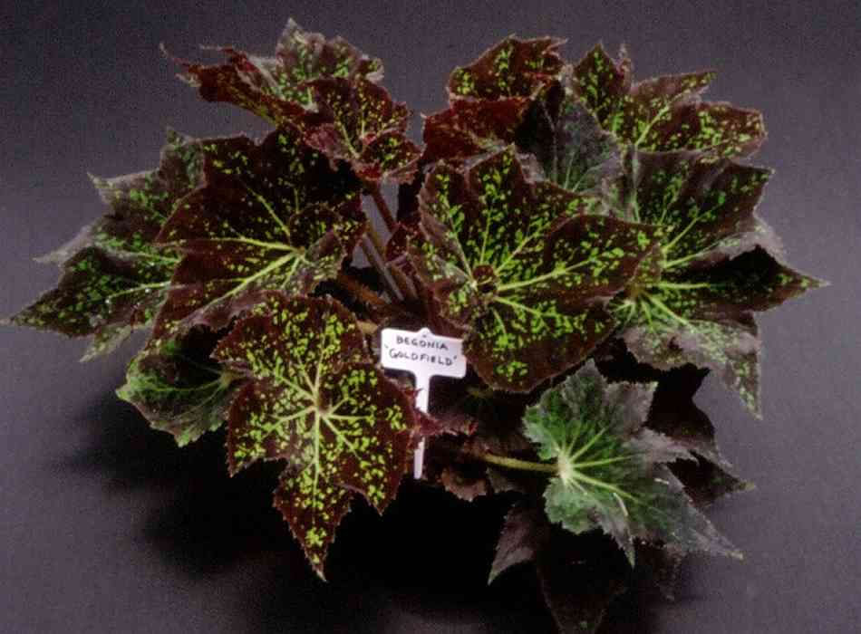B. ‘Goldfield’
